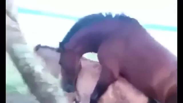 Horse Fuck Nude - GAY Horses watch online or download