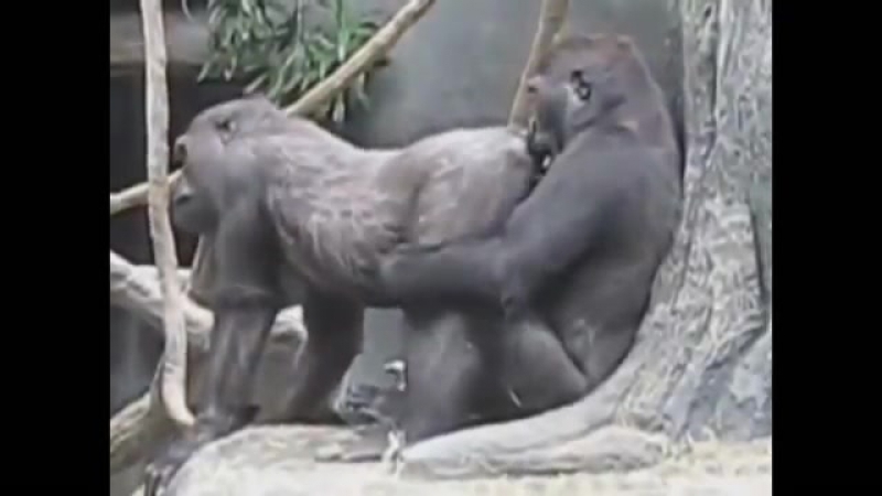Секс женщины с обезьяной. Смотреть секс женщины с обезьяной онлайн