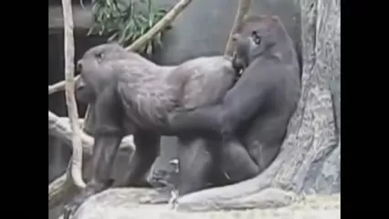 Две великолепные дамы занимаются сексом с самцом обезьяны