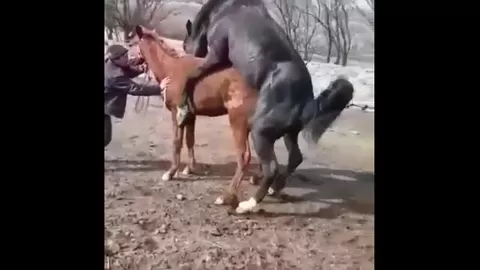 парень кобыла секс 