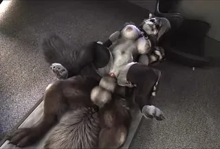Furry Group Gangbang - 3D Yiff by H0rs3 Furry Porn Sex E621 Fye Hazbin Hote Helluva Boss R34  Rule34 Loona Wolf Group sex Gangbang watch online or download